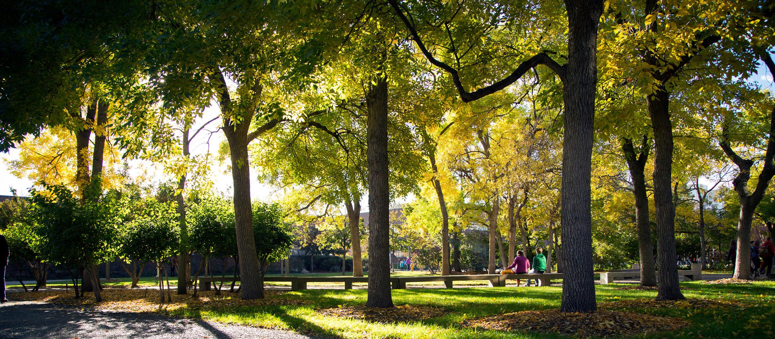 Trees on Campus
