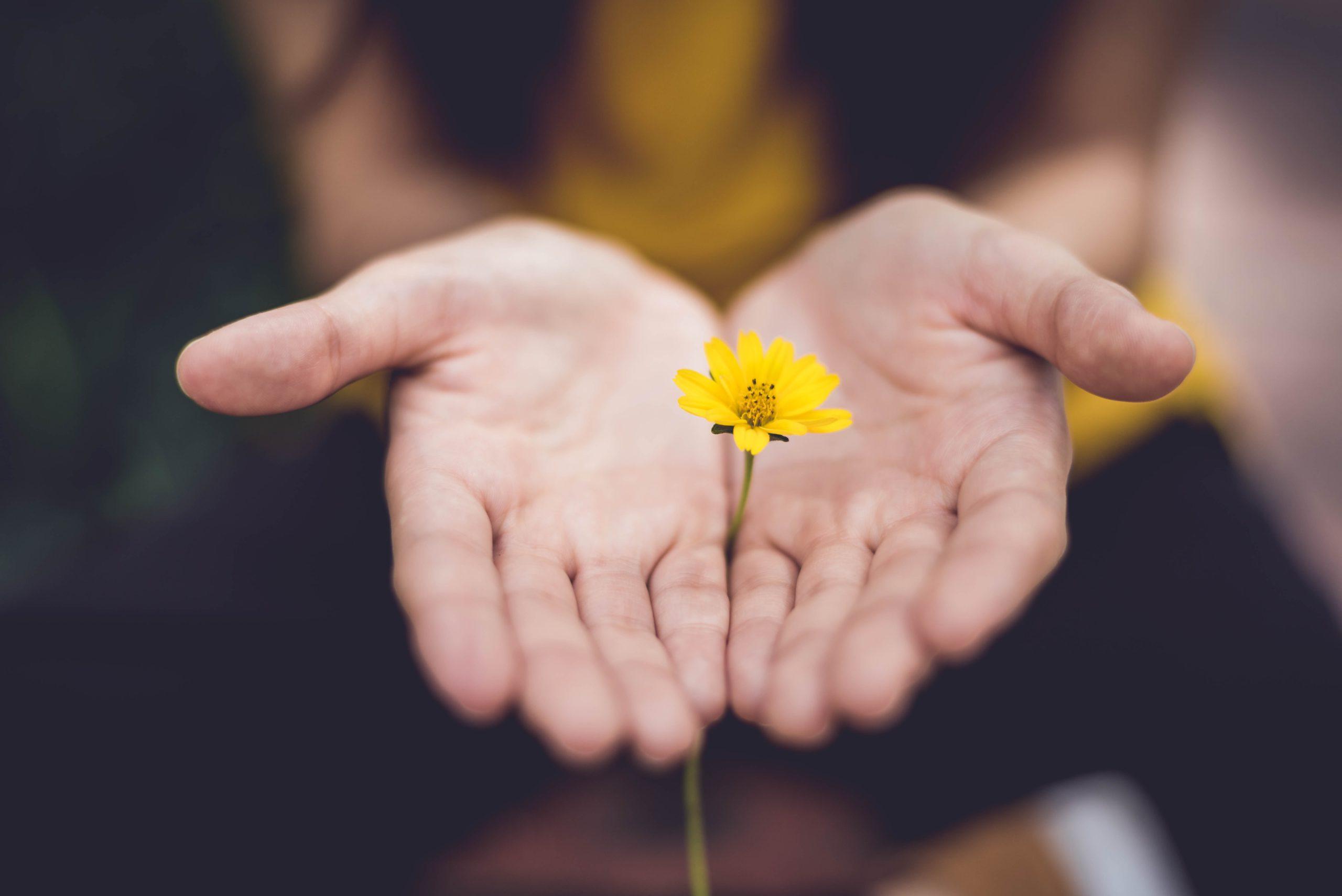 A pair of hands, palms facing up, holding a small yellow flower